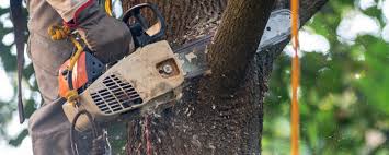 Best Tree Disease Treatment  in Jamestown, TN